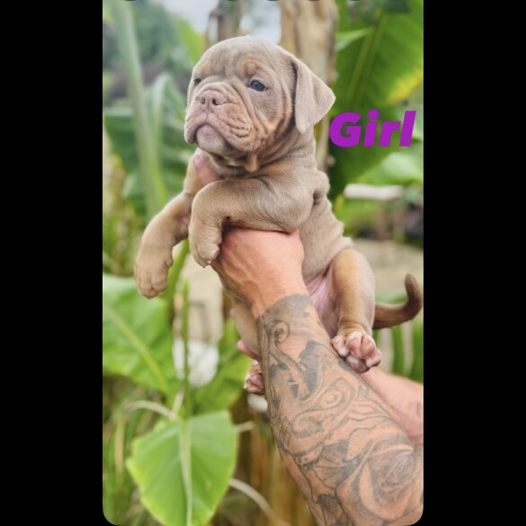 English Bulldog - Both