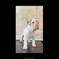 English Bulldog - Both