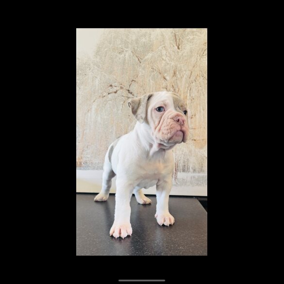 English Bulldog - Both