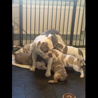 English Bulldog - Both