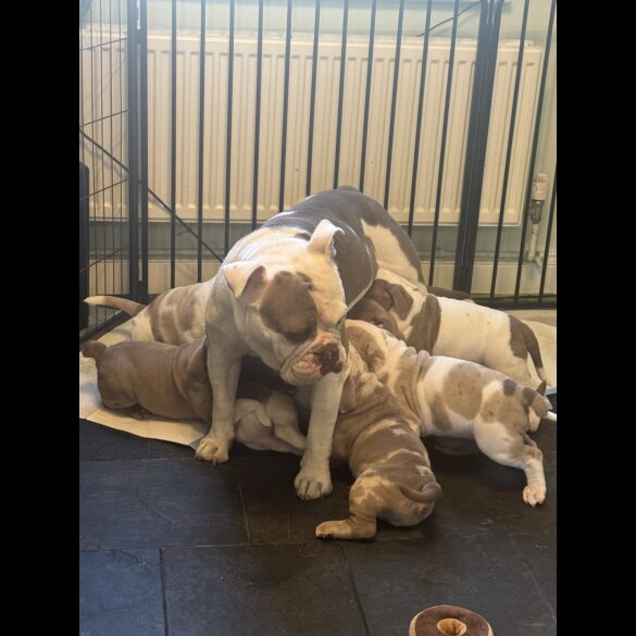 English Bulldog - Both