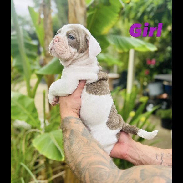 English Bulldog - Both