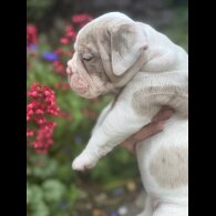 English Bulldog - Both