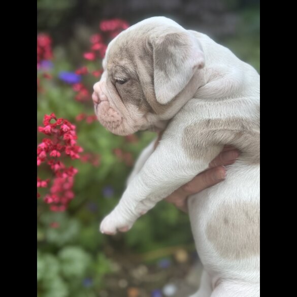 English Bulldog - Both