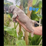 English Bulldog - Both