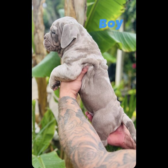 English Bulldog - Both