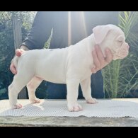 English Bulldog - Both
