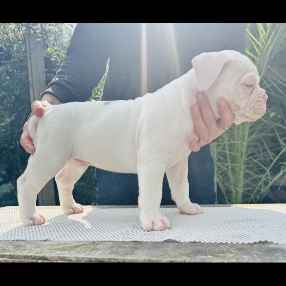 English Bulldog - Both
