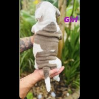 English Bulldog - Both