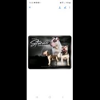 English Bulldog - Both