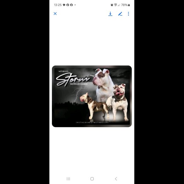 English Bulldog - Both