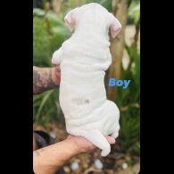 English Bulldog - Both