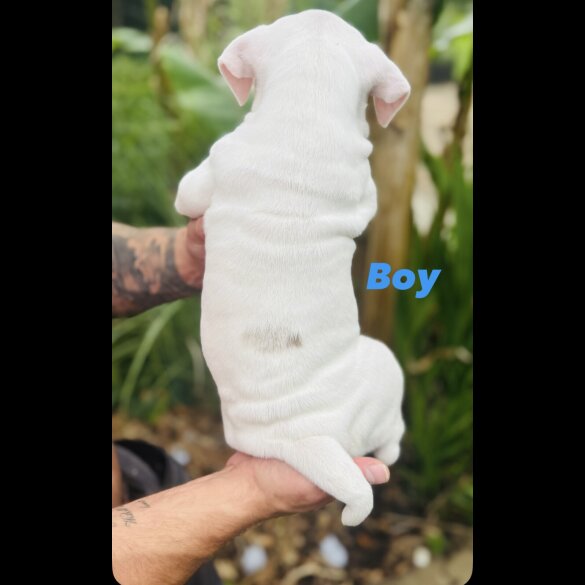 English Bulldog - Both