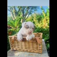 English Bulldog - Both