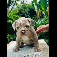 English Bulldog - Both