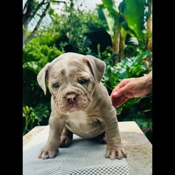 English Bulldog - Both