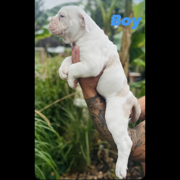 English Bulldog - Both