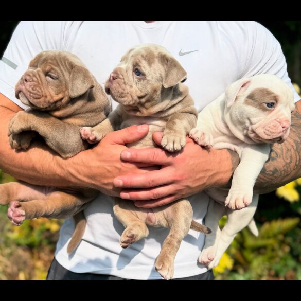 English Bulldog - Both