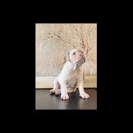 English Bulldog - Both