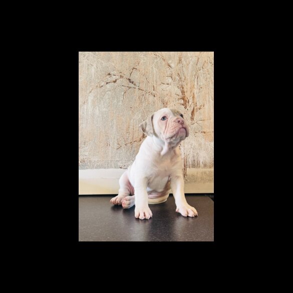 English Bulldog - Both
