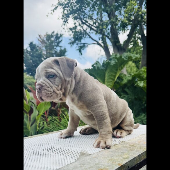 English Bulldog - Both