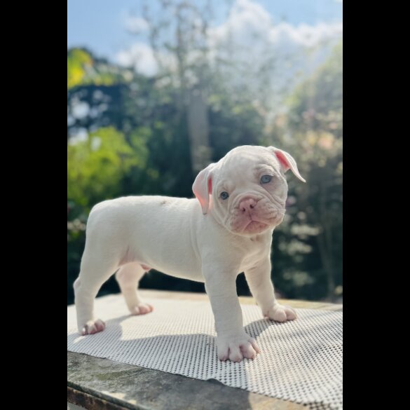 English Bulldog - Both