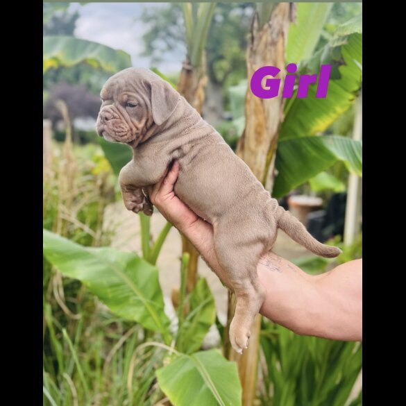 English Bulldog - Both