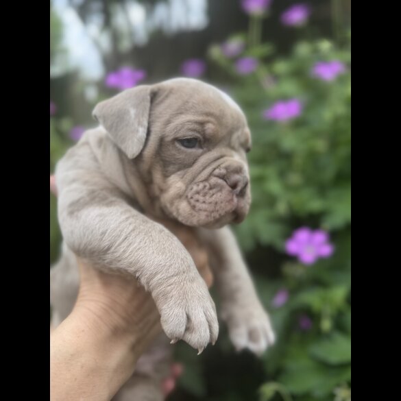 English Bulldog - Both