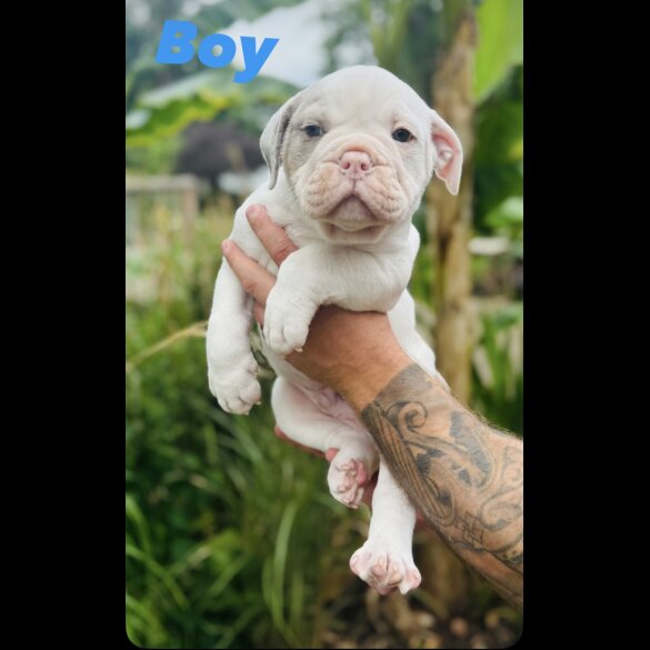 English Bulldog - Both