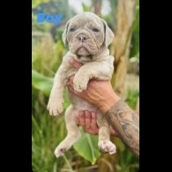 English Bulldog - Both