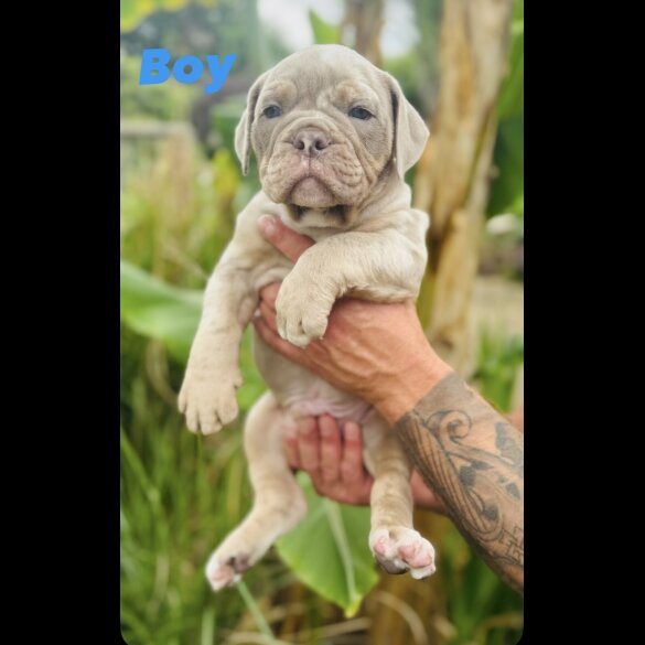 English Bulldog - Both