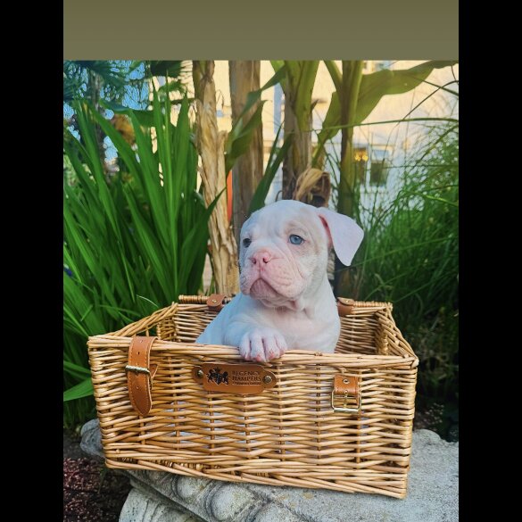 English Bulldog - Both