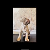 English Bulldog - Both