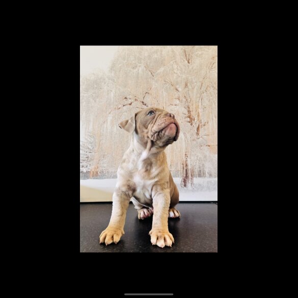 English Bulldog - Both