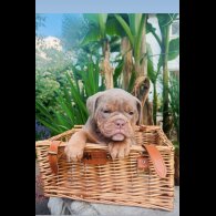 English Bulldog - Both