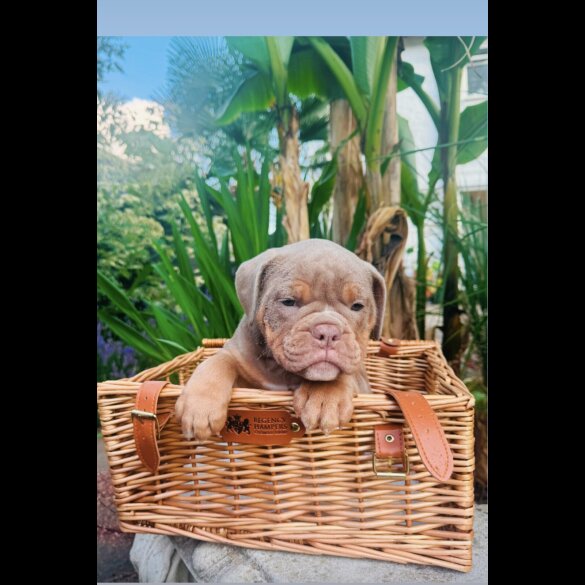 English Bulldog - Both