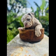 English Bulldog - Both