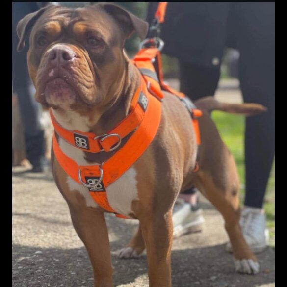 English Bulldog - Both