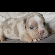 English Bulldog - Both