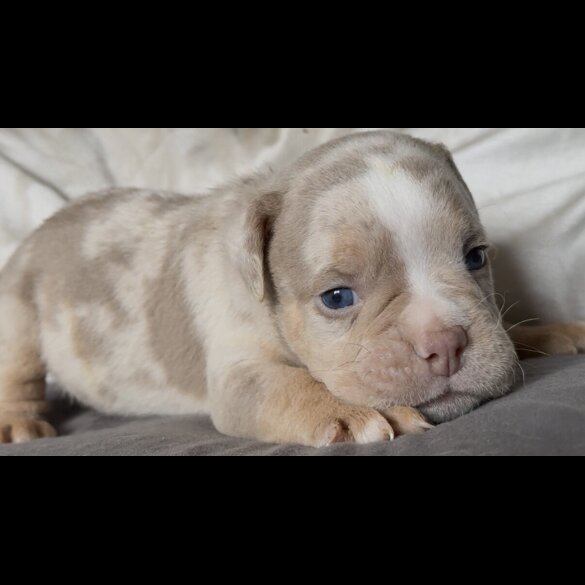 English Bulldog - Both
