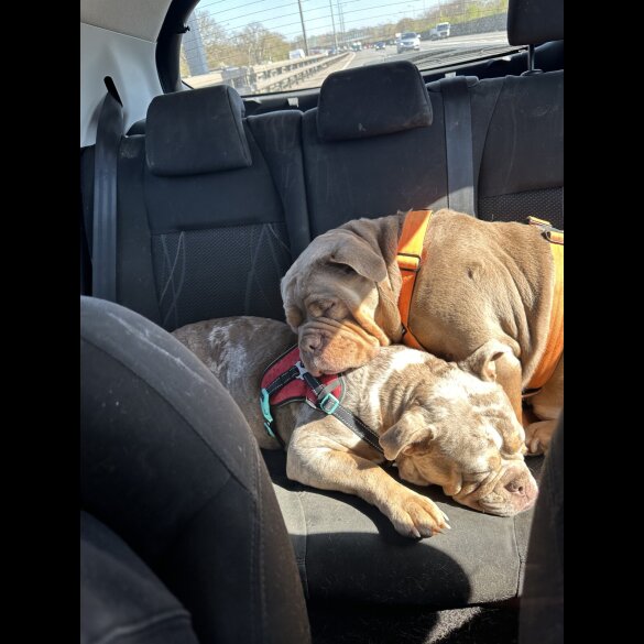 English Bulldog - Both