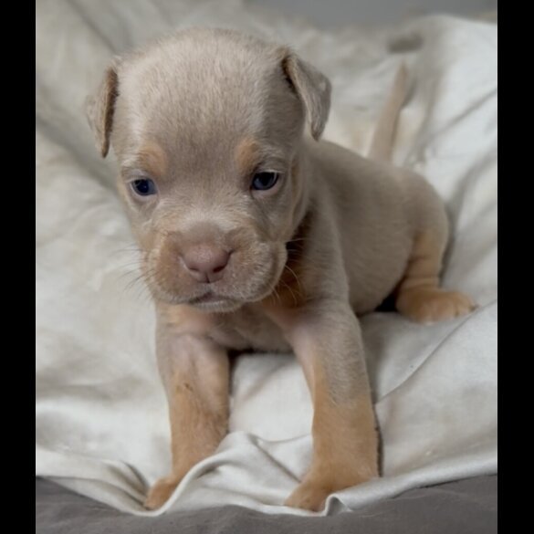 English Bulldog - Both