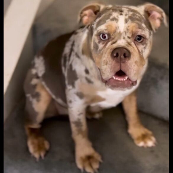 English Bulldog - Both