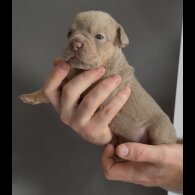 English Bulldog - Both