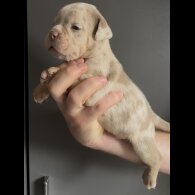 English Bulldog - Both