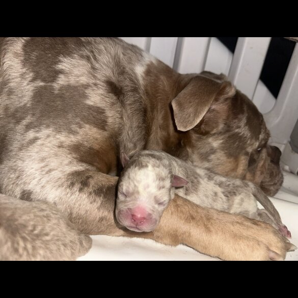 English Bulldog - Both