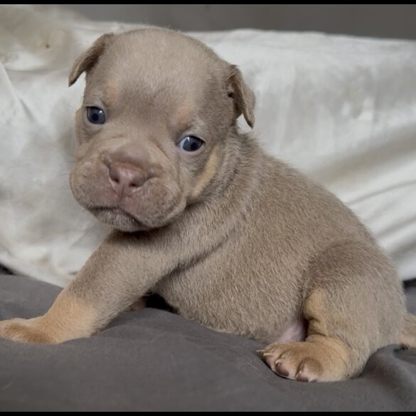English Bulldog - Both