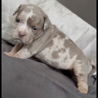English Bulldog - Both