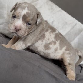 English Bulldog - Both