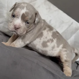 English Bulldog - Both